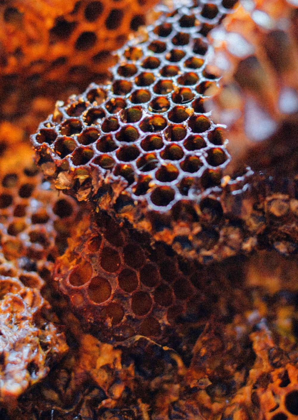 Bixa Fixa Smithereen Farm