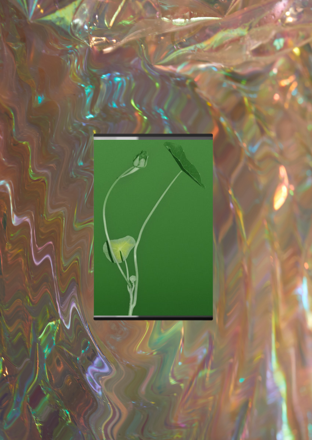 Farallons - Plant Life