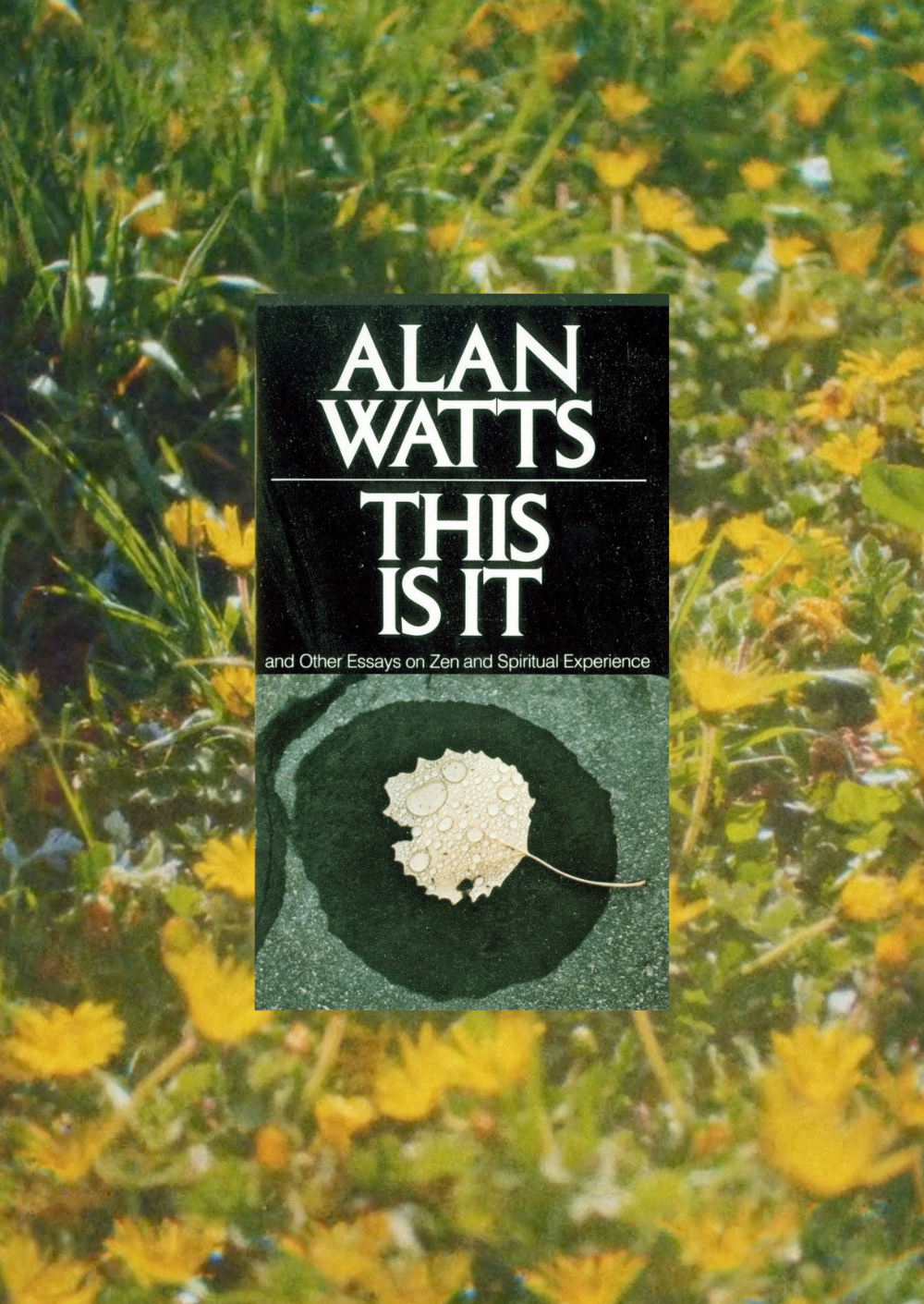 Alan Watts - This is it